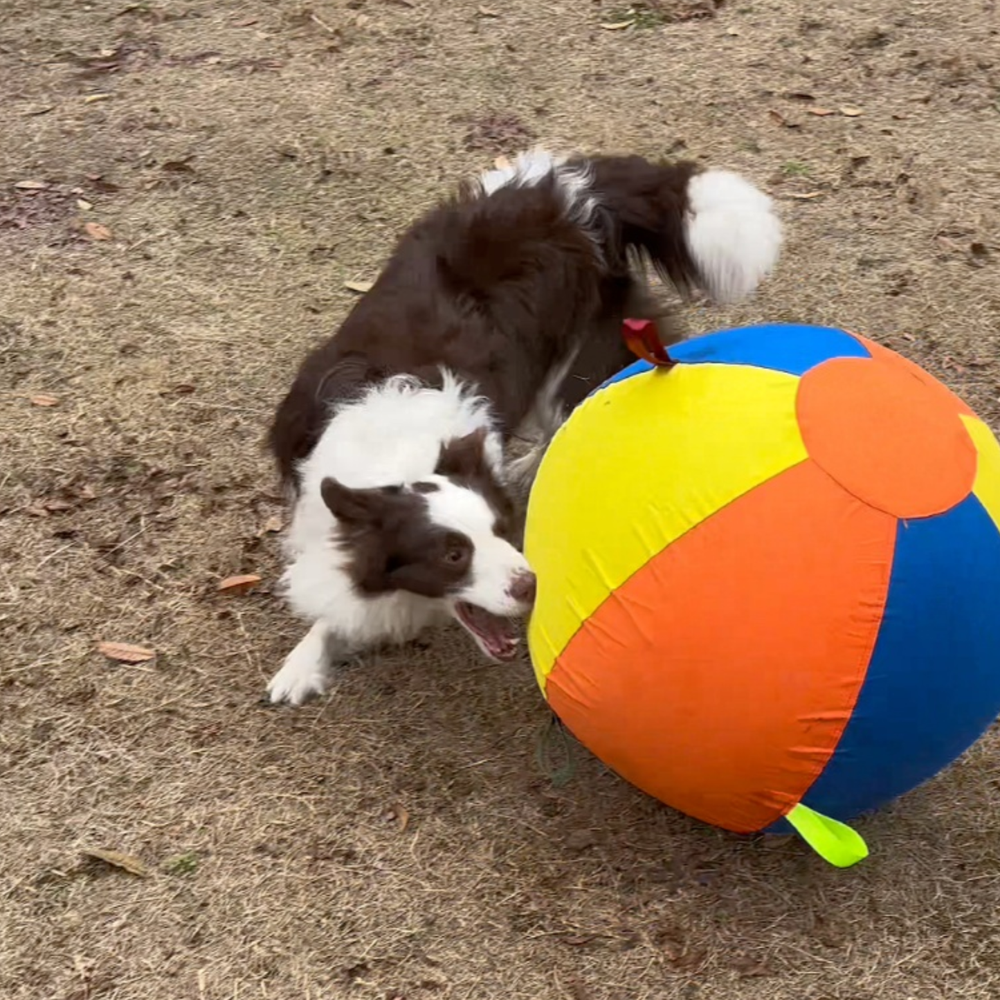 Gigantyczna piłka DoggoBall